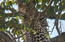 2 Days 1 Night Mikumi National Park By Express Tain(Sgr)