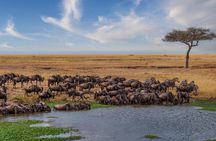 2 Day Fly In - Fly Out Zanzibar to Tarangire & Ngorongoro Safari