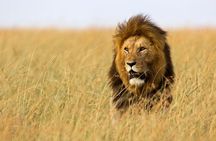 2 Day Fly In - Fly Out Zanzibar to Tarangire & Ngorongoro Safari