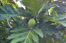 Tropical Fruit Hunting Tour at Grimal Grove
