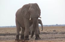 Moremi (Okavango) day trip 