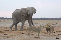 Moremi (Okavango) day trip 