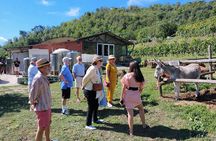 Light lunch and wine tasting in Garfagnana with sommelier