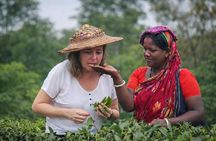 Private Sreemangal Tour Package from Dhaka: Srimangal Nature Tour