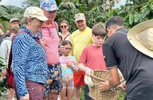 Sloth Watching + Waterfall & Organic Coffee and Chocolate Tour