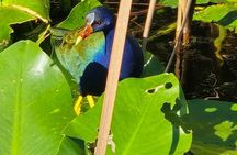From Miami: Everglades Nature and Wildlife Tram Adventure