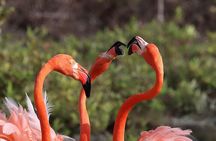  Private Tour in South Bonaire - Flamingos and Salt flats