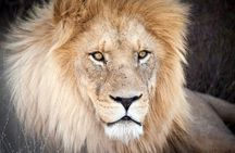  Big 5 Safari Aquila Game Tour wine tasting and Lunch 