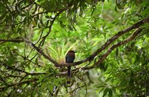 Peñas Blancas River: Wildlife Safari Experience by Raft