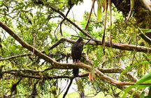 Peak Pursuit: Embark on the Arenal Volcano Hike Expedition