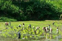 Full Day Hantana Pekoe Trail Hike from Kandy