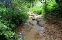 Full Day Hantana Pekoe Trail Hike from Kandy