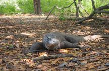 Labuan Bajo - Komodo multi day tour Using Luxury Pinishi Boat