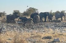 3 Days Etosha National Park Safaris