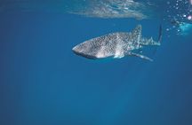 Swim with the whale shark in La Paz, Mexico