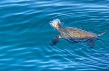 Ko Olina Glass Bottom Boat Tour - 1 Hour Reef Adventure