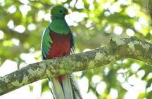 Santiago Atitlán Quetzal and Cloud Forest Birdwatching Tour