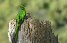 Santiago Atitlán Quetzal and Cloud Forest Birdwatching Tour