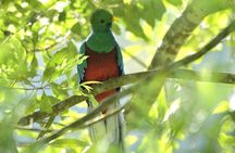 Santiago Atitlán Quetzal and Cloud Forest Birdwatching Tour