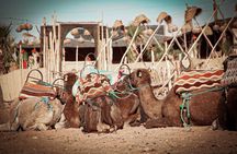 Marrakech: Agafay Desert Dinner Show with Sunset Camel Ride
