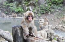 Nagano: Snow Monkeys of Jigokudani Guided Tour
