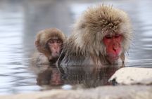 Nagano: Snow Monkeys of Jigokudani Guided Tour