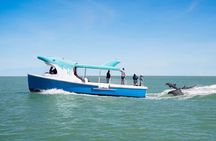 Shark Boat Destin Dolphin Watch and Sunset Cruise