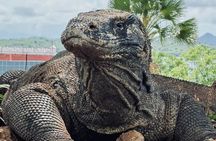 Private Speedboat Fullday Komodo Tour