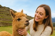 Cusco Alpacas Farm Tour (2,5 hours)