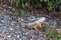 Marco Island Safari Truck Tour