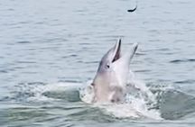 Private Dolphin Tours in St. Augustine, Florida