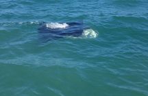 Private Dolphin Tours in St. Augustine, Florida