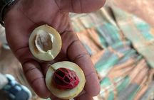 Spice Farm ,Prison Island and Stone Town Tour Full Day Experience