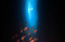 Okinawa Blue Cave Diving Adventure with Free Photos
