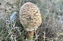 Sofia: Bulgaria - culture, nature and traditional cuisine