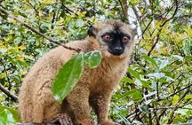 Full Day Madagascar Tour with Lemurs' Park, Geysers and Waterfall