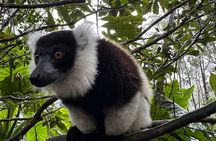 Full Day Madagascar Tour with Lemurs' Park, Geysers and Waterfall