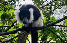 Full Day Madagascar Tour with Lemurs' Park, Geysers and Waterfall