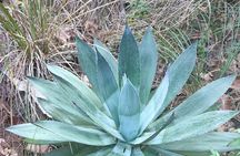 Hiking in Jalisco Guided Experience from Guadalajara