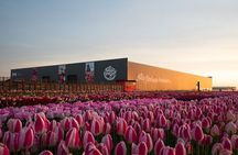 Amsterdam: Half Day Tour Tulip Fields and Tulip Experience