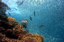 Ras Mohammed &White Island Snorkeling Cruise from Sharm El Sheikh
