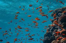 Ras Mohammed &White Island Snorkeling Cruise from Sharm El Sheikh