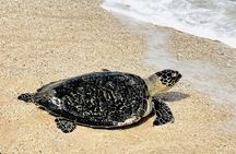 Nusa Penida Turtle Conservation, Massive Cave Temple