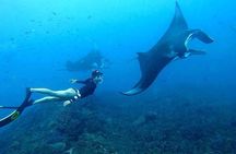 Manta Point Snorkeling Nusa Penida and West Tour include Lunch