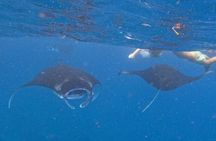 Manta Point Snorkeling Nusa Penida and West Tour include Lunch