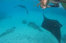 Manta Point Snorkeling Nusa Penida and West Tour include Lunch