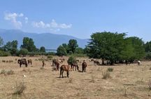 Day Trip to Lake Kerkini From Thessaloniki