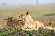 4 Days Masai Mara and lake Nakuru budget safari.