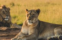 4 Days Masai Mara and lake Nakuru budget safari.