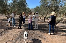 Alicante Full-Day Wine Tour Two Wineries & Tastings